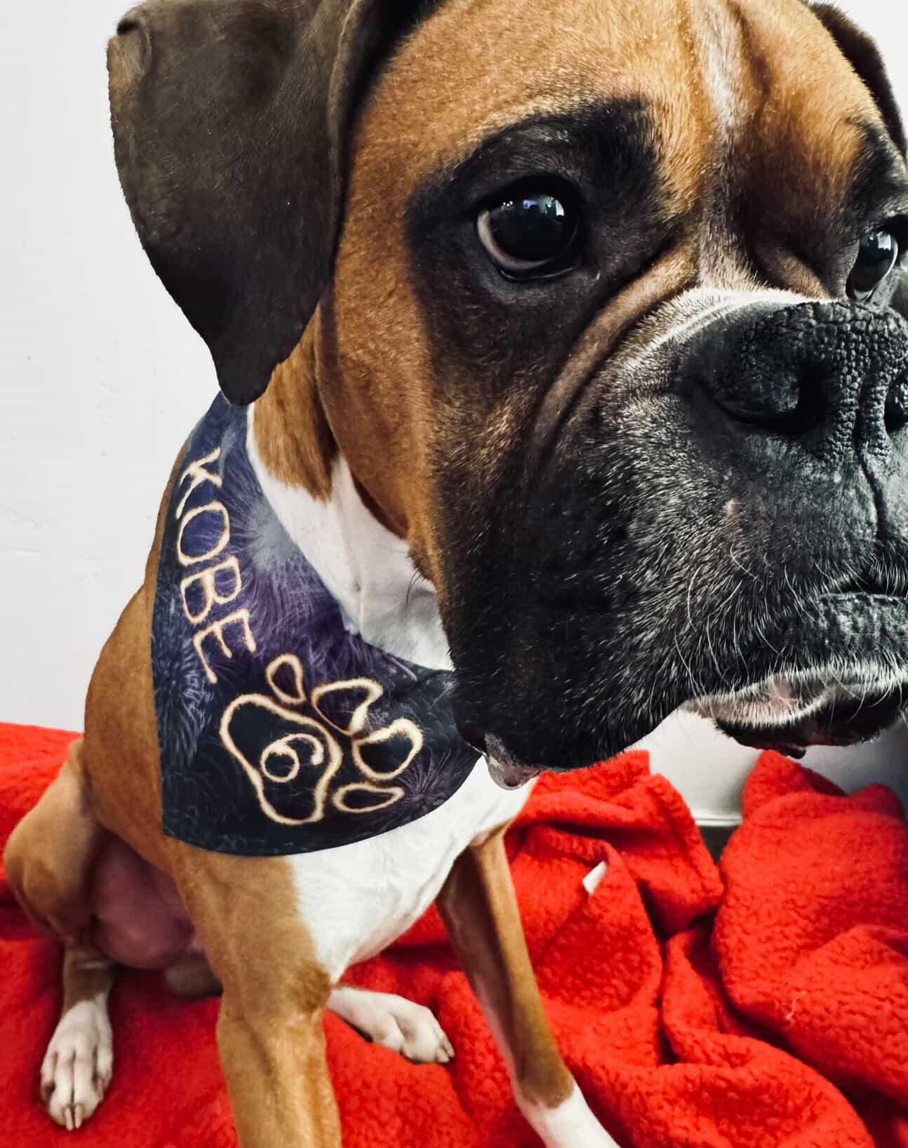 Fireworks Birthday Custom Paw Print Bandana Collar